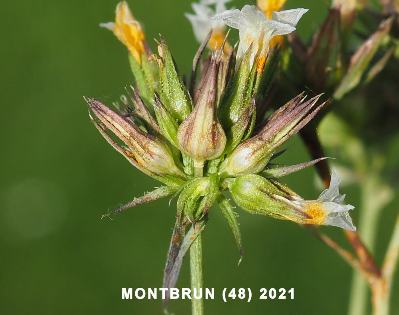 Flax, Upright fruit